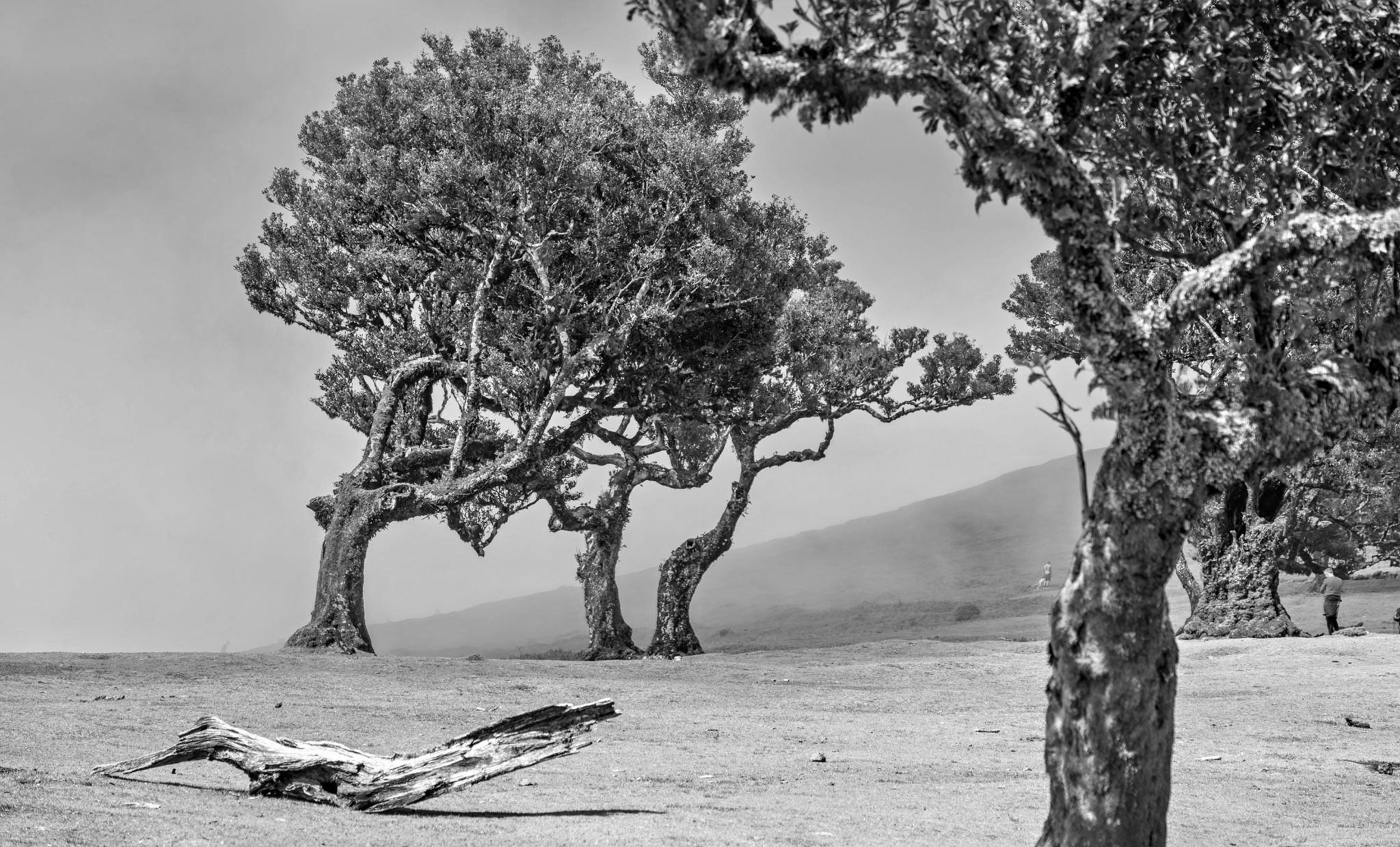May 2025: Posto Florestal Fanal, Madeira